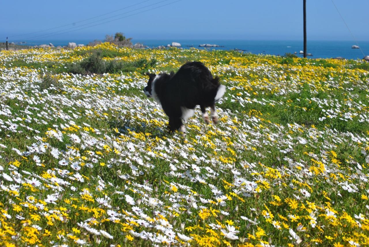 Stay At Bokkoms In Paternoster Self Catering Accommodation Extérieur photo