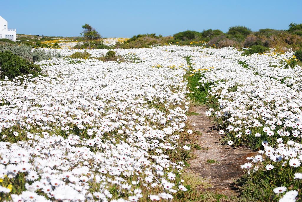 Stay At Bokkoms In Paternoster Self Catering Accommodation Extérieur photo